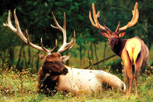Northern Elk